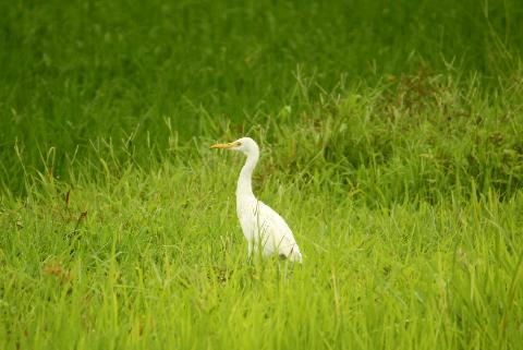 Birds in Goa - Download Goa Photos
